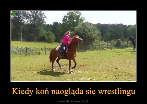 Kiedy koń naogląda się wrestlingu –  