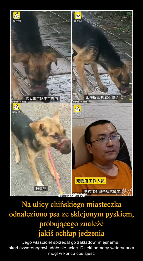 Na ulicy chińskiego miasteczka odnaleziono psa ze sklejonym pyskiem, próbującego znaleźćjakiś ochłap jedzenia – Jego właściciel sprzedał go zakładowi mięsnemu, skąd czworonogowi udało się uciec. Dzięki pomocy weterynarza mógł w końcu coś zjeść 