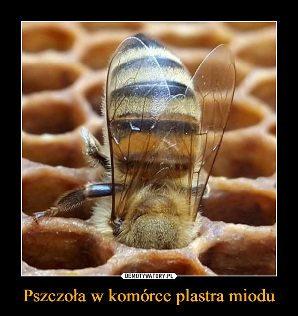 Pszczoła w komórce plastra miodu –  
