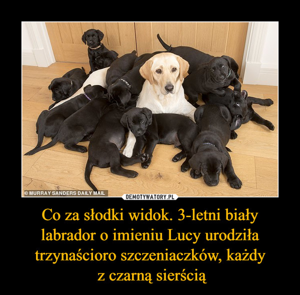 Co za słodki widok. 3-letni biały labrador o imieniu Lucy urodziła trzynaścioro szczeniaczków, każdy z czarną sierścią –  