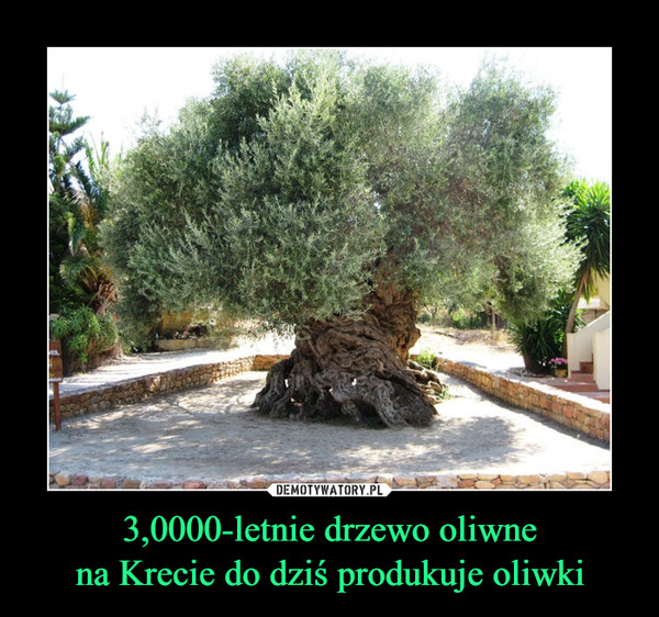 3,0000-letnie drzewo oliwnena Krecie do dziś produkuje oliwki –  