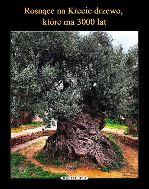 Rosnące na Krecie drzewo, 
które ma 3000 lat