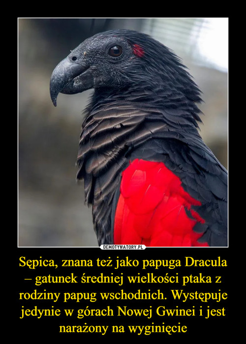 Sępica, znana też jako papuga Dracula
– gatunek średniej wielkości ptaka z rodziny papug wschodnich. Występuje jedynie w górach Nowej Gwinei i jest narażony na wyginięcie