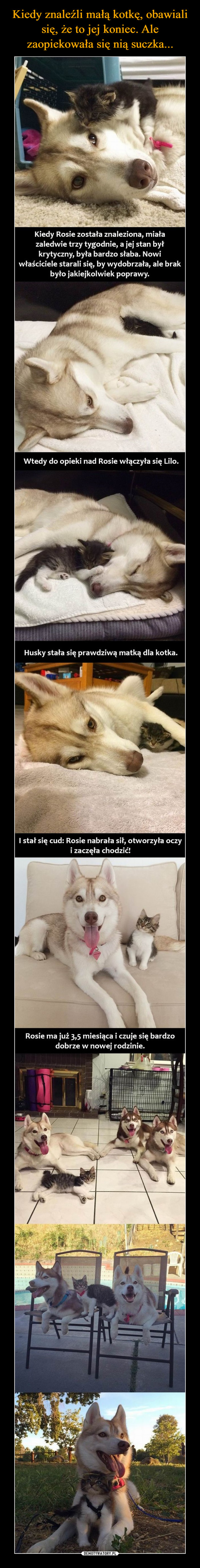 –  Kiedy Rosie została znaleziona, miałazaledwie trzy tygodnie, a jej stan byłkrytyczny, była bardzo słaba. Nowiwłaściciele starali się, by wydobrzała, ale brakbyło jakiejkolwiek poprawy.Wtedy do opieki nad Rosie włączyła się Lilo.Husky stała się prawdziwą matką dla kotka.I stał się cud: Rosie nabrała sił, otworzyła oczyi zaczęła chodzić!Rosie ma już 3,5 miesiąca i czuje się bardzodobrze w nowej rodzinie.