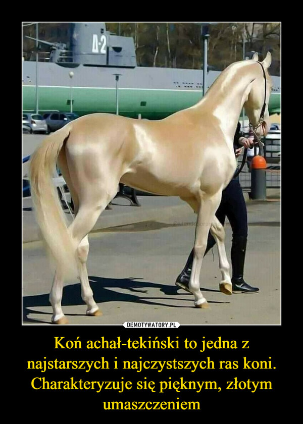 Koń achał-tekiński to jedna z najstarszych i najczystszych ras koni.
Charakteryzuje się pięknym, złotym umaszczeniem