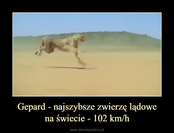 Gepard - najszybsze zwierzę lądowena świecie - 102 km/h –  