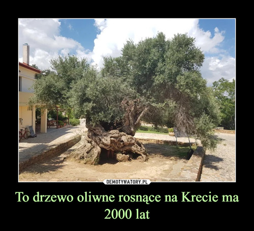 To drzewo oliwne rosnące na Krecie ma 2000 lat