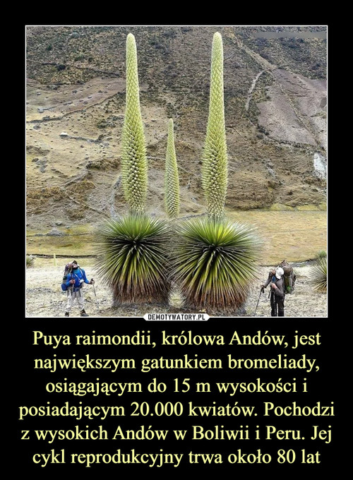 Puya raimondii, królowa Andów, jest największym gatunkiem bromeliady, osiągającym do 15 m wysokości i posiadającym 20.000 kwiatów. Pochodzi z wysokich Andów w Boliwii i Peru. Jej cykl reprodukcyjny trwa około 80 lat