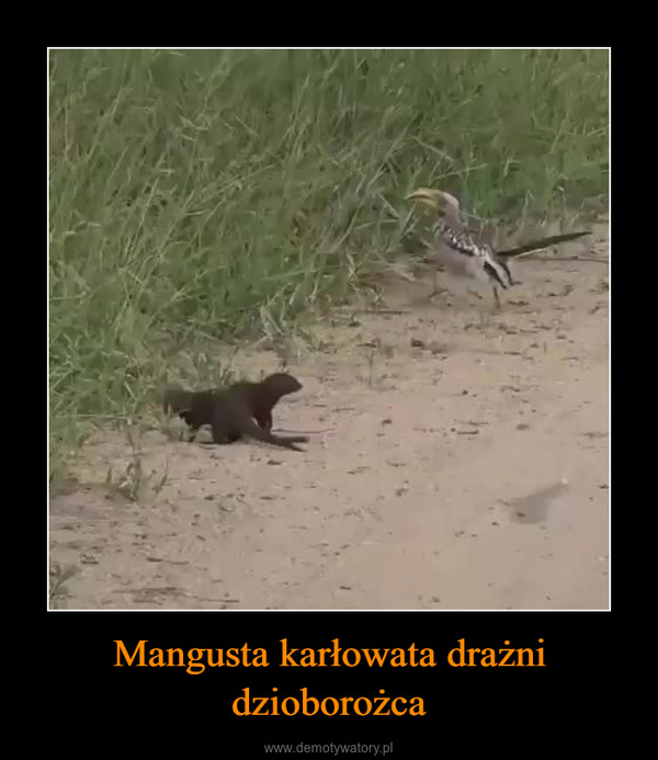 Mangusta karłowata drażni dzioborożca –  