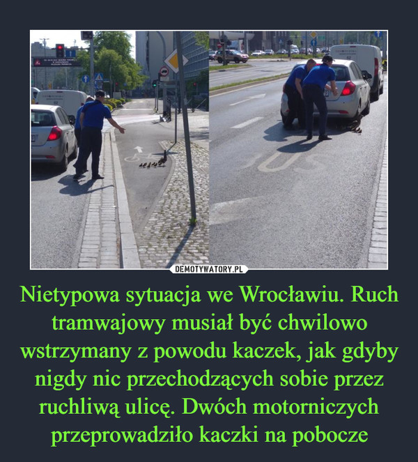 Nietypowa sytuacja we Wrocławiu. Ruch tramwajowy musiał być chwilowo wstrzymany z powodu kaczek, jak gdyby nigdy nic przechodzących sobie przez ruchliwą ulicę. Dwóch motorniczych przeprowadziło kaczki na pobocze –  