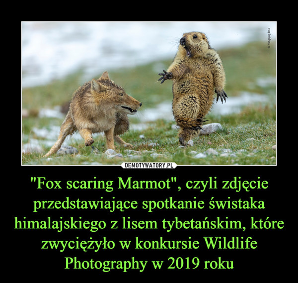 "Fox scaring Marmot", czyli zdjęcie przedstawiające spotkanie świstaka himalajskiego z lisem tybetańskim, które zwyciężyło w konkursie Wildlife Photography w 2019 roku