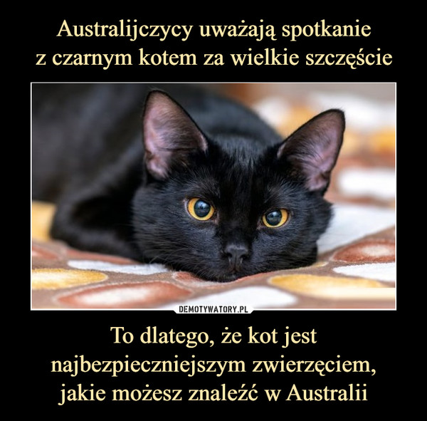 To dlatego, że kot jest najbezpieczniejszym zwierzęciem,jakie możesz znaleźć w Australii –  
