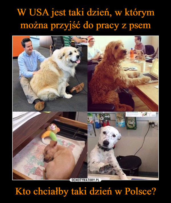 W USA jest taki dzień, w którym można przyjść do pracy z psem Kto chciałby taki dzień w Polsce?