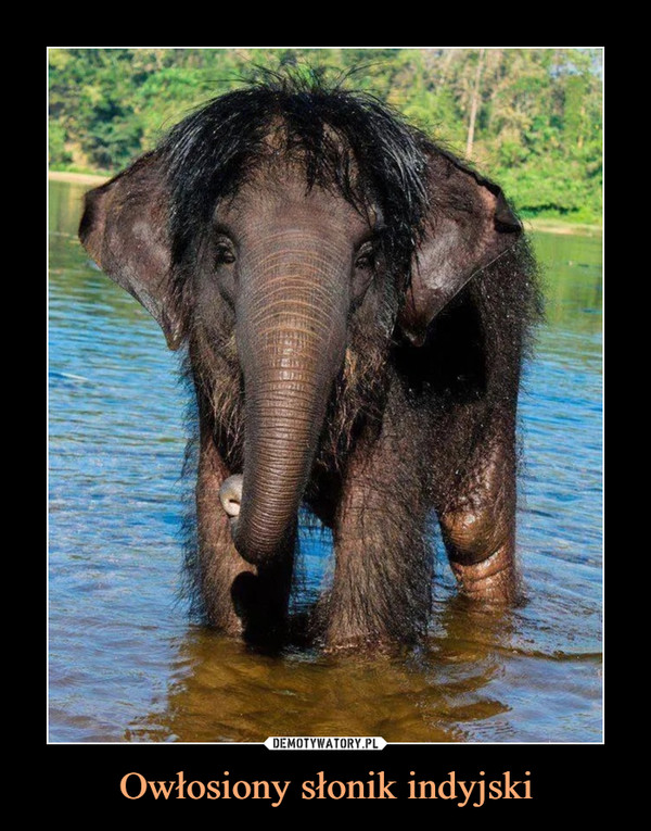 Owłosiony słonik indyjski