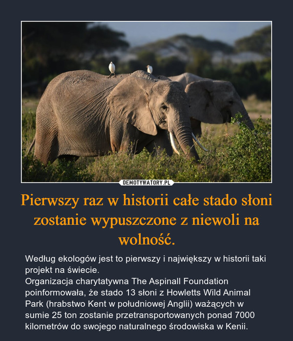 Pierwszy raz w historii całe stado słoni zostanie wypuszczone z niewoli na wolność. – Według ekologów jest to pierwszy i największy w historii taki projekt na świecie. Organizacja charytatywna The Aspinall Foundation poinformowała, że stado 13 słoni z Howletts Wild Animal Park (hrabstwo Kent w południowej Anglii) ważących w sumie 25 ton zostanie przetransportowanych ponad 7000 kilometrów do swojego naturalnego środowiska w Kenii. 