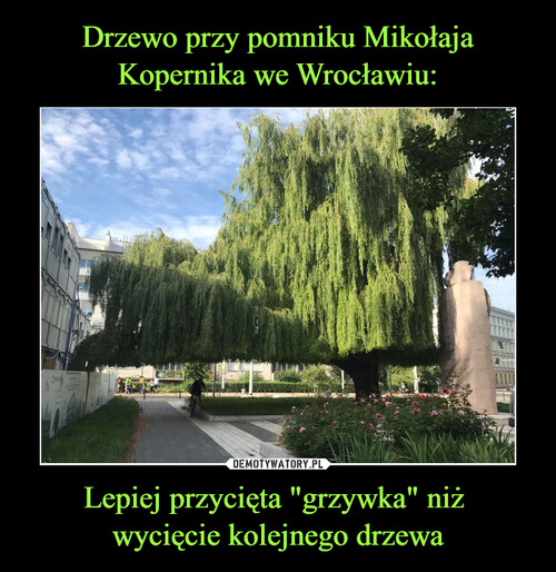 Drzewo przy pomniku Mikołaja Kopernika we Wrocławiu: Lepiej przycięta "grzywka" niż 
wycięcie kolejnego drzewa