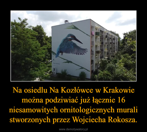 Na osiedlu Na Kozłówce w Krakowie można podziwiać już łącznie 16 niesamowitych ornitologicznych murali stworzonych przez Wojciecha Rokosza. –  