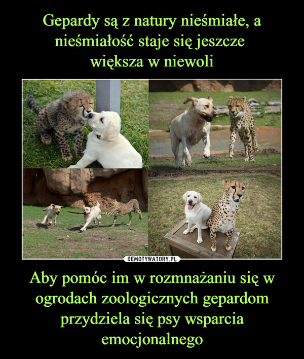 Aby pomóc im w rozmnażaniu się w ogrodach zoologicznych gepardom przydziela się psy wsparcia emocjonalnego –  