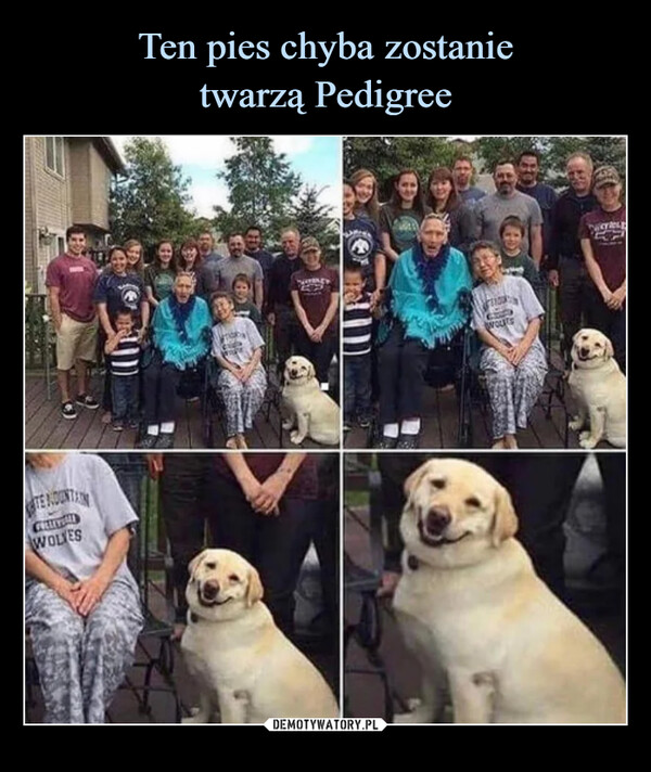 Ten pies chyba zostanie
twarzą Pedigree