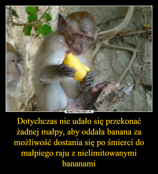 Dotychczas nie udało się przekonać żadnej małpy, aby oddała banana za możliwość dostania się po śmierci do małpiego raju z nielimitowanymi bananami –  