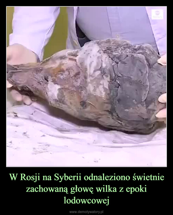 W Rosji na Syberii odnaleziono świetnie zachowaną głowę wilka z epoki lodowcowej –  
