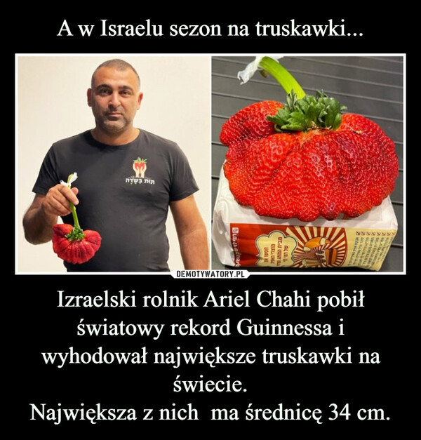 Izraelski rolnik Ariel Chahi pobił światowy rekord Guinnessa iwyhodował największe truskawki na świecie.Największa z nich  ma średnicę 34 cm. –  