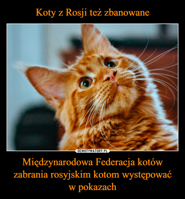 Koty z Rosji też zbanowane Międzynarodowa Federacja kotów zabrania rosyjskim kotom występować
w pokazach