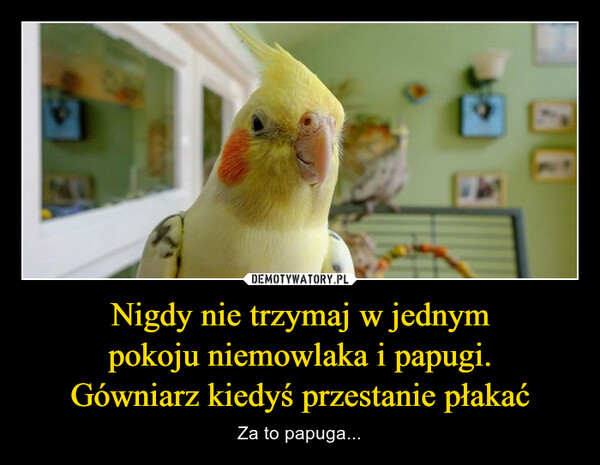 Nigdy nie trzymaj w jednympokoju niemowlaka i papugi.Gówniarz kiedyś przestanie płakać – Za to papuga... 
