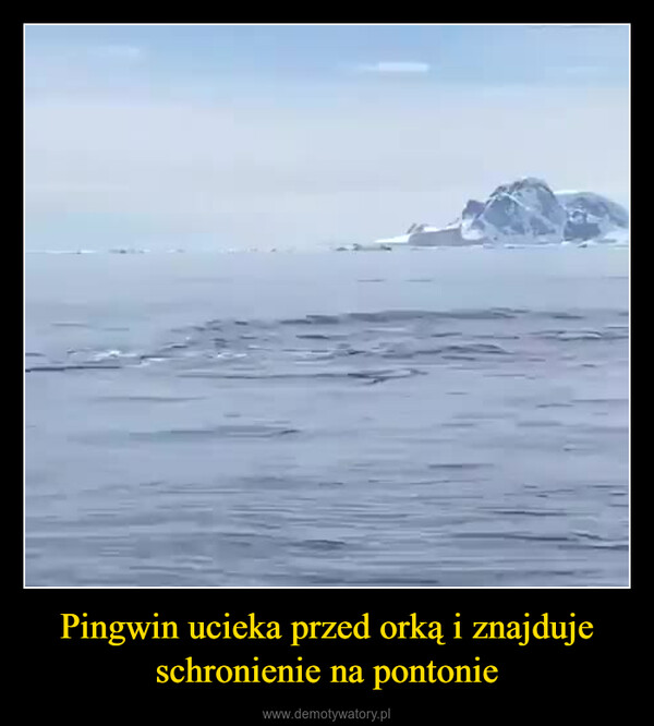 Pingwin ucieka przed orką i znajduje schronienie na pontonie –  