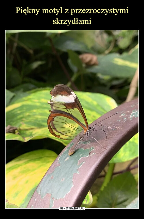 Piękny motyl z przezroczystymi skrzydłami