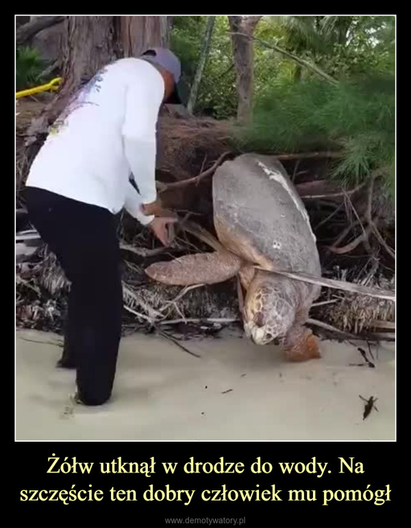 Żółw utknął w drodze do wody. Na szczęście ten dobry człowiek mu pomógł –  