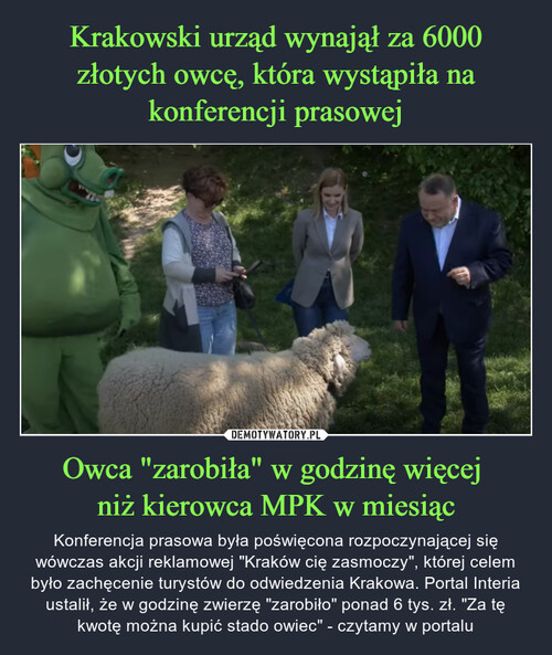 Krakowski urząd wynajął za 6000 złotych owcę, która wystąpiła na konferencji prasowej Owca "zarobiła" w godzinę więcej 
niż kierowca MPK w miesiąc