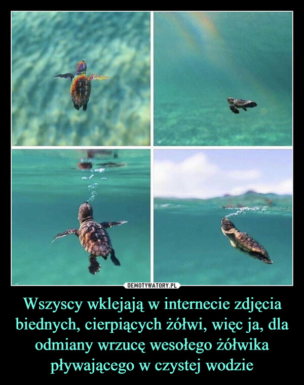 Wszyscy wklejają w internecie zdjęcia biednych, cierpiących żółwi, więc ja, dla odmiany wrzucę wesołego żółwika pływającego w czystej wodzie –  