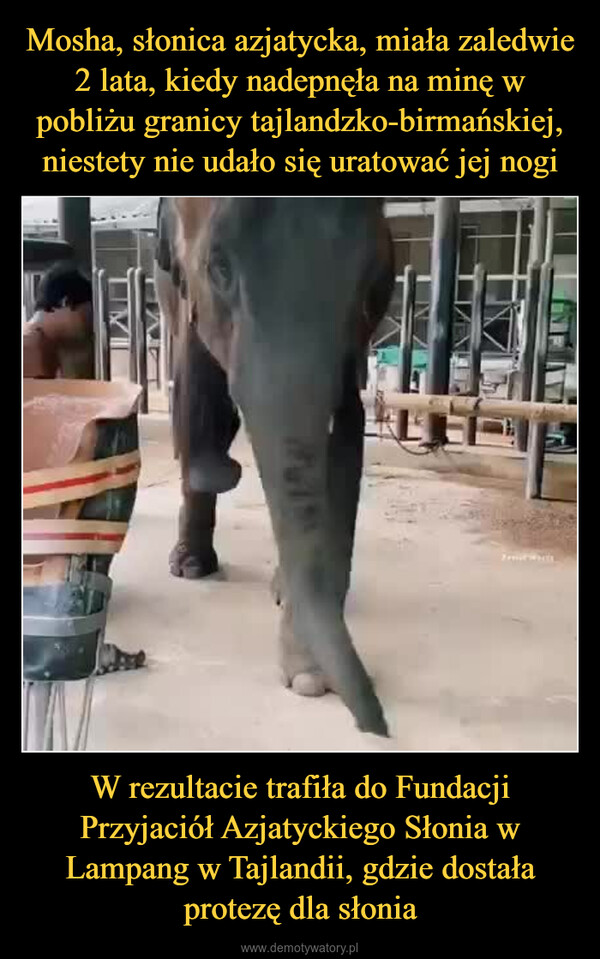 W rezultacie trafiła do Fundacji Przyjaciół Azjatyckiego Słonia w Lampang w Tajlandii, gdzie dostała protezę dla słonia –  
