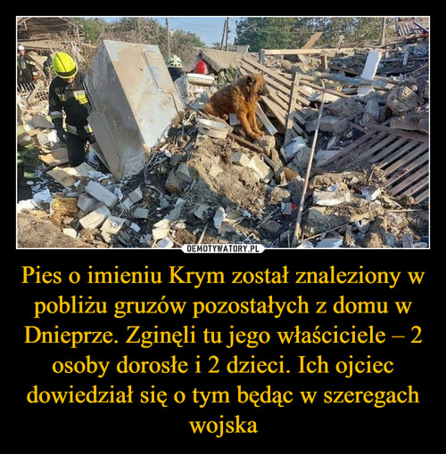 Pies o imieniu Krym został znaleziony w pobliżu gruzów pozostałych z domu w Dnieprze. Zginęli tu jego właściciele – 2 osoby dorosłe i 2 dzieci. Ich ojciec dowiedział się o tym będąc w szeregach wojska