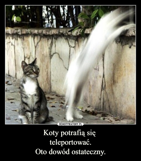 Koty potrafią się teleportować.Oto dowód ostateczny. –  
