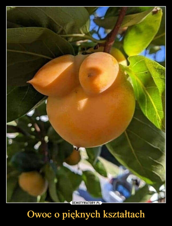 Owoc o pięknych kształtach –  