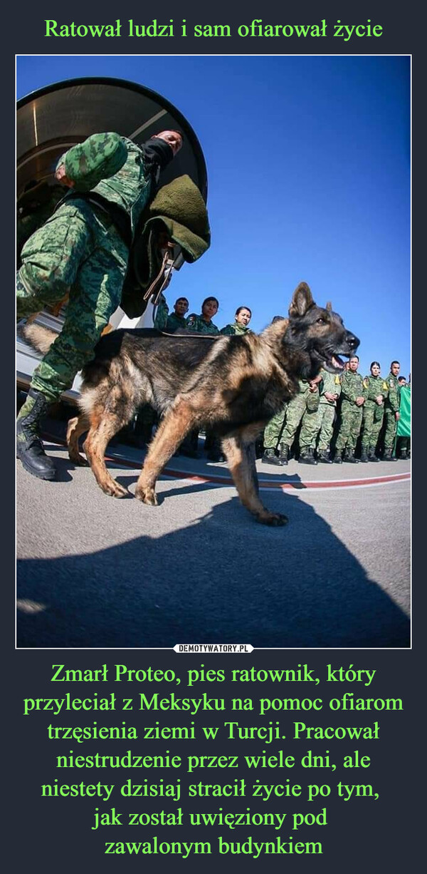 Zmarł Proteo, pies ratownik, który przyleciał z Meksyku na pomoc ofiarom trzęsienia ziemi w Turcji. Pracował niestrudzenie przez wiele dni, ale niestety dzisiaj stracił życie po tym, jak został uwięziony pod zawalonym budynkiem –  