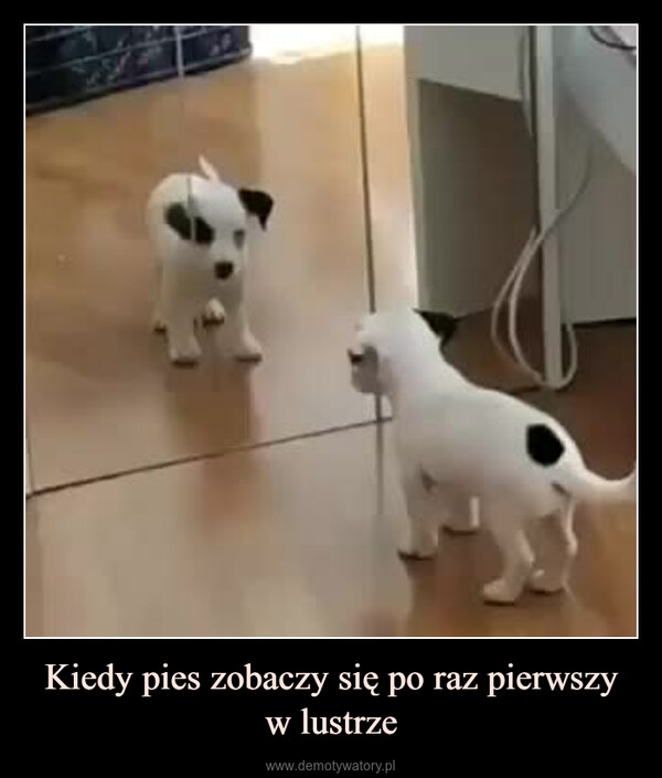 Kiedy pies zobaczy się po raz pierwszy w lustrze –  +