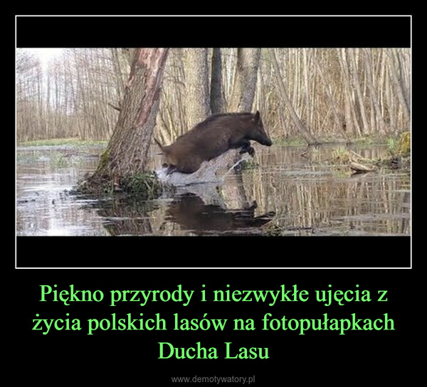 Piękno przyrody i niezwykłe ujęcia z życia polskich lasów na fotopułapkach Ducha Lasu –  
