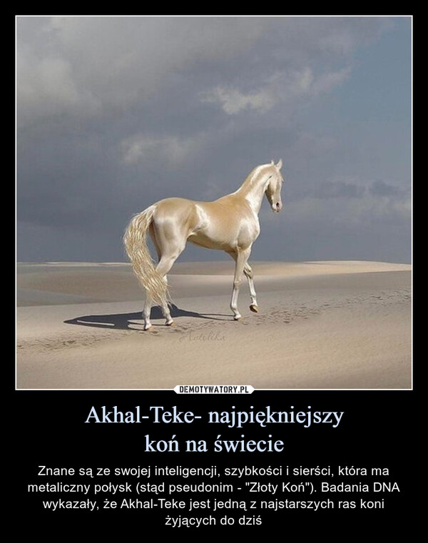 Akhal-Teke- najpiękniejszykoń na świecie – Znane są ze swojej inteligencji, szybkości i sierści, która ma metaliczny połysk (stąd pseudonim - "Złoty Koń"). Badania DNA wykazały, że Akhal-Teke jest jedną z najstarszych ras koni żyjących do dziś atolika