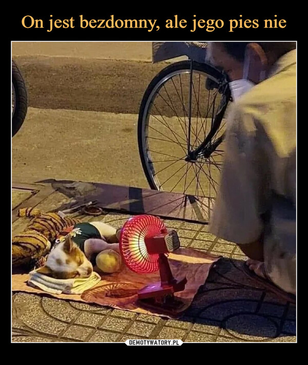 On jest bezdomny, ale jego pies nie