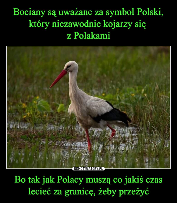 Bociany są uważane za symbol Polski, który niezawodnie kojarzy się 
z Polakami Bo tak jak Polacy muszą co jakiś czas lecieć za granicę, żeby przeżyć