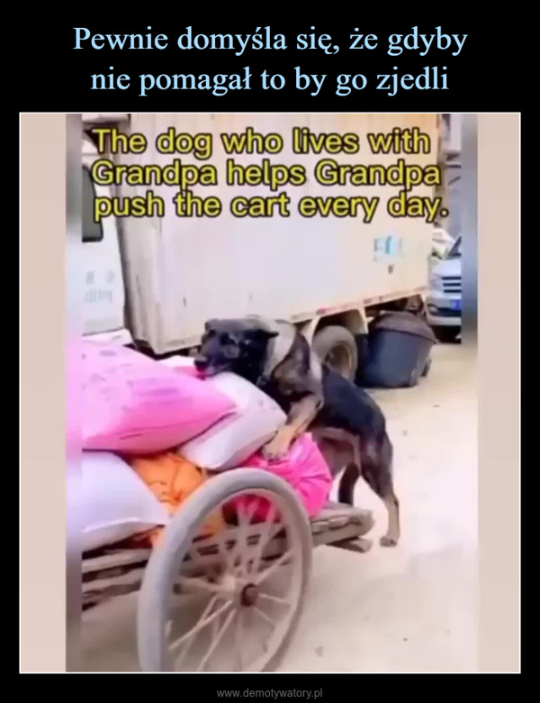  –  The dog who lives withGrandpa helps Grandpapush the cart every day.