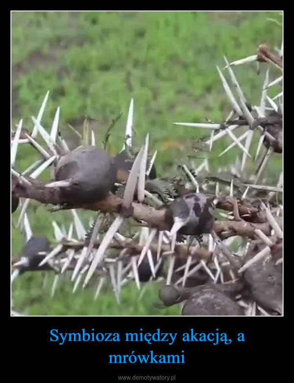 Symbioza między akacją, a mrówkami –  