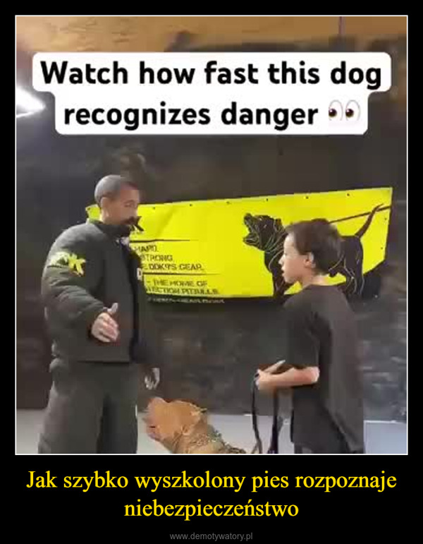 Jak szybko wyszkolony pies rozpoznaje niebezpieczeństwo –  Watch how fast this dogrecognizes dangerHARDSTRONGDOKITS CEARTHE HOME OFACTION PITAALS