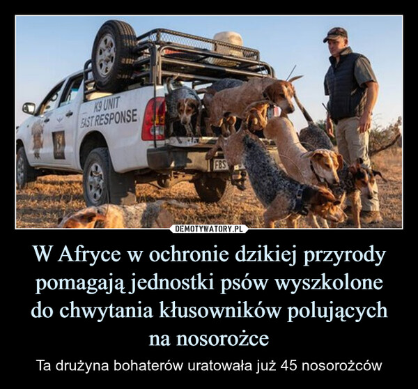 W Afryce w ochronie dzikiej przyrody pomagają jednostki psów wyszkolonedo chwytania kłusowników polujących na nosorożce – Ta drużyna bohaterów uratowała już 45 nosorożców K9 UNITEAST RESPONSEFBS
