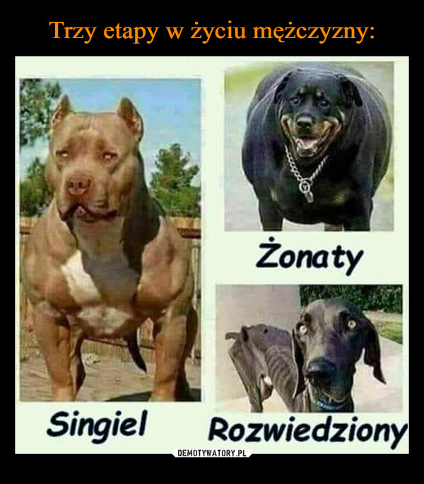  –  ŻonatySingiel Rozwiedziony