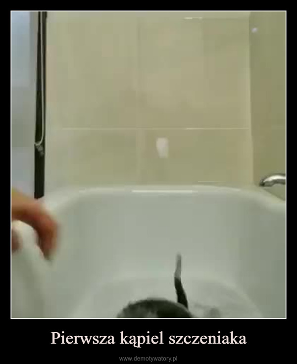 Pierwsza kąpiel szczeniaka –  