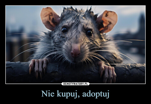 Nie kupuj, adoptuj –  